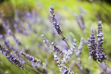 Çekirdekler lavanta içinde nakliyeye hazır. Çocuk bahçesi ve bitki satışı konsepti. Yüksek kalite fotoğraf