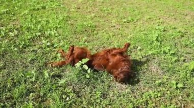 Mutlu kırmızı İrlandalı Setter köpeği yürürken tasmasıyla çimenlerde yuvarlanıyor.