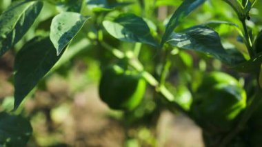 Sebze bahçesinde toplanmaya hazır sarı ve yeşil çan biberi bitkisi. Yüksek kaliteli FullHD görüntüler