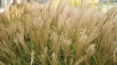 Çimen çiçekleri açık havada esen rüzgarla savruluyor. Nehir kıyılarında, göletlerde ya da göllerde yetişiyor. Flora. Pampa manzarası. Yüksek kaliteli FullHD görüntüler