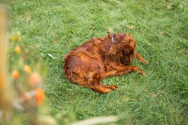 Sevimli komik İrlandalı Setter köpeği arka bahçedeki yeşil çimlerin üzerinde eğleniyor ve uzanıyor.. 