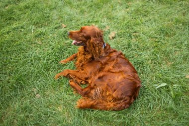 Mutlu, kahverengi İrlandalı Setter köpeği bahçedeki bir yaz parkında çimlere uzanıyor.. 