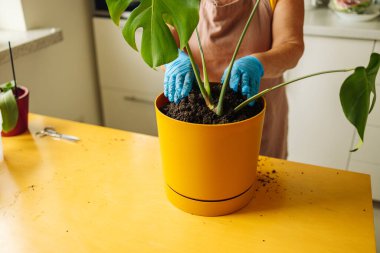 60 'lı yaşlardaki önlüklü beyaz kadın ev bahçesinde çalışıyor ve kapalı alandaki canavar bitkilerini umursuyor.. 