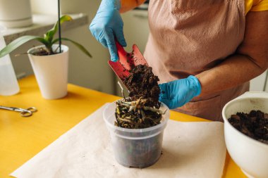 Çiftçi, orkide bitkisini seramik bir çömleğe naklediyor. Bitkileri büyümeye hazırlıyorum. Ev işleri konsepti. Yüksek kalite fotoğraf