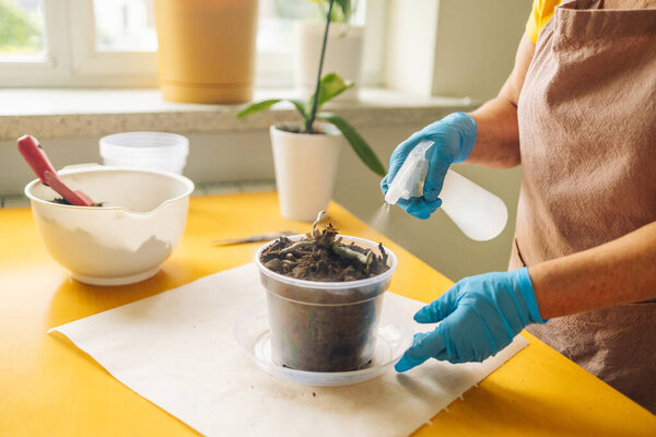 Caucasian woman takes care of orchid plant by spraying them with water. Florist works and sprays aquatic plants. Spraying house plants, caring for indoors seedlings. Parsley cultivation, home herb