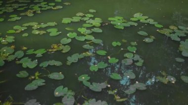 Nilüfer yaprakları ve çiçek açan pembe çiçeklerle kaplı sakin bir bahçe göleti güneş ışığı su yüzeyinde dans ederken yukarıdaki gökyüzünü yansıtıyor. Yüksek kaliteli FullHD görüntüler