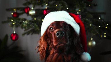 Mutlu Noeller, mutlu İrlandalı yerleşimci köpek ışıklandırılmış yıldızlı ve şık bir Noel ağacının arka planında oturuyor. Hayvan ve kış tatilleri. Kutlama odasında sevimli Danimarka köpekleri.. 