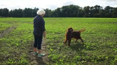 60 'ların beyaz kadın dağ tarlasında sevimli İrlandalı Setter köpeğiyle oynuyor. Güzel doğa. Gün batımı. Aile fotoğrafı. Yüksek kaliteli FullHD görüntüler