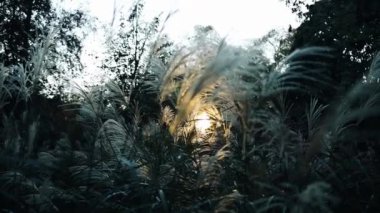 Yumuşak bitkilerin soyut doğal arkaplanı Cortaderia selloana. Pampas otları bulanık bir bokeh, kuru sazlıklar boho stili. Kışın uzun otların kabarık sapları. Yüksek kaliteli FullHD görüntüler