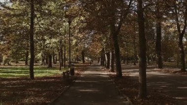 Kamera yukarı bakar ve ağaçların altında yavaşça hareket eder. Mavi gökyüzüne karşı ağaç dalları ve yapraklar. Yüksek kaliteli FullHD görüntüler