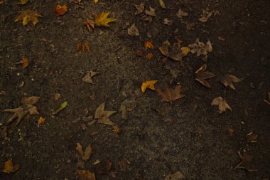 Altın akçaağaç yaprakları sonbaharda yere düşer. Yüksek kalite fotoğraf