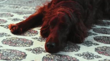 İrlandalı Setter Retriever iyi aydınlatılmış bir odada bir halıda dinleniyor. Köpek rahat bir şekilde uzanıp, huzurlu bir ortamın tadını çıkarıyor. Yüksek kaliteli FullHD görüntüler