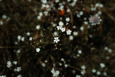 Tarlada papatya çiçekleri mavi gökyüzüne karşı güneş ışığında, sınırda. Güzel bahar doğal sanat arka planı. Seçici odaklanma, tonlu fotoğraf. Yüksek kalite fotoğraf