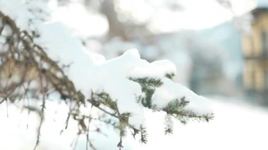 Yağan kar taneleriyle karla kaplı her yer, ormandaki sakin bir kış anını yakalıyor. Kar yavaşça yeşil iğnelere yapışır, soğuk ve sakin atmosferi vurgular. Yüksek