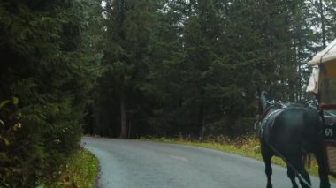 Zakopane dağ köyünün tarihi merkezinde at arabasıyla uzun ağaçlar ve dağlara karşı Morskie Oko yolunda. Yüksek kaliteli FullHD görüntüler