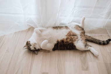 Tüylü kedi evde yerde oyuncak oynuyor. Sevimli evcil hayvanlar konsepti. Yüksek kalite fotoğraf