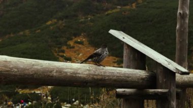 Polonya 'nın sisli bölgesinde Morskie Oko Gölü yakınlarında Tatry dağının tepesindeki güzel bir kuş. Yüksek kalite 4k görüntü