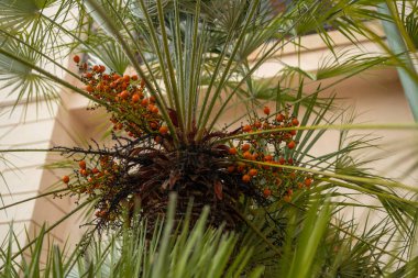Palmiye bahçesi geçmişi olan yağlı palmiye meyveleri. Yüksek kalite fotoğraf