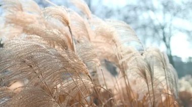 Yakın plan narin beyaz otlar rüzgarda savruluyor, süs otlarının doğal güzelliğini yakalıyor, arka planda bulanıklık var. İdeal doğa ve botanik temalar. Boho tarzı. Desen