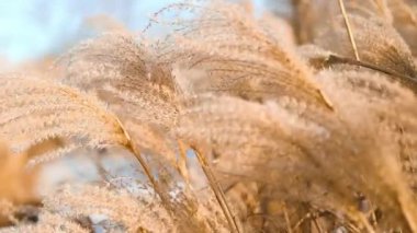 Yumuşak bitkilerin soyut doğal arkaplanı Cortaderia selloana. Pampas otları bulanık bir bokeh, kuru sazlıklar boho stili. Kışın uzun otların kabarık kökleri, beyaz arka plan. Yüksek kalite FullHD