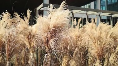 Pampas Çimeni yaygın olarak bahçe dekorasyonu için, iç dekorasyon için ve ayrıca basılı resim şeklinde kullanılır. Yüksek kalite fotoğraf