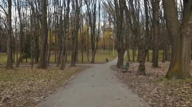 Çıplak ağaçlarla çevrili manzaralı bir park yolu, yemyeşil çimenler ve açık mavi gökyüzü. Canlı bahar atmosferi ve huzurlu ortam rahatlatıcı bir açık hava manzarası yaratır..