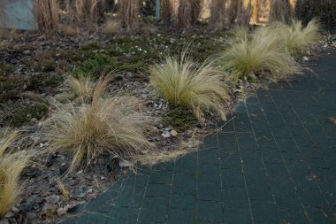  Hakonechloa macra Aureola 'nın sınırlarını bir kireçtaşı yolu ayırır, güzel altın çeşitlilikte otları ve pembe ve mavi çiçekli ortancaları seven bir gölge. Yüksek kaliteli FullHD görüntüler