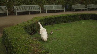 Küçük bir yavrusu olan beyaz Hintli tavus kuşu güzel uzun kuyruğunu Çek Cumhuriyeti 'ndeki Prag Park bahçesinde taşıyor. Yüksek kalite fotoğraf