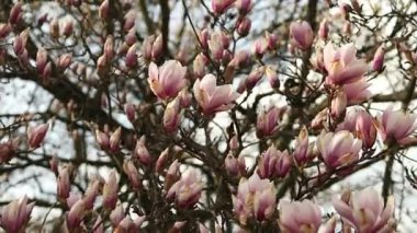 Çiçek açmış bir manolya ağacının yakın çekimi, parlak bir gökyüzüne karşı dallarda canlı pembe çiçekler sergiliyor. Narin yapraklar güneşin altında duruyor, baharın güzelliğini simgeliyor.