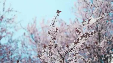 Çiçek açan kiraz ağaçlarının güzel bir sahnesi parkta huzurlu ve resimsel bir manzara yaratıyor. Parlak pembe çiçekler, berrak mavi gökyüzü ile çok güzel tezat oluşturuyor.