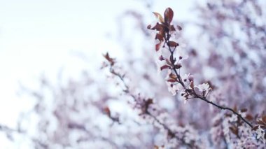 Çiçek açan kiraz ağaçlarının güzel bir sahnesi parkta huzurlu ve resimsel bir manzara yaratıyor. Parlak pembe çiçekler, berrak mavi gökyüzü ile çok güzel tezat oluşturuyor.