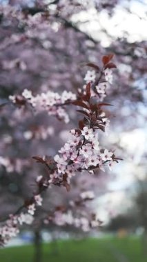 Çiçek açan kiraz ağaçlarının güzel bir sahnesi parkta huzurlu ve resimsel bir manzara yaratıyor. Parlak pembe çiçekler, berrak mavi gökyüzü ile çok güzel tezat oluşturuyor.