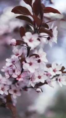 Çiçek açan kiraz ağaçlarının güzel bir sahnesi parkta huzurlu ve resimsel bir manzara yaratıyor. Parlak pembe çiçekler, berrak mavi gökyüzü ile çok güzel tezat oluşturuyor.
