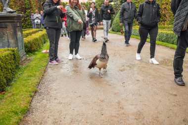 Etrafı insanlarla çevrili park yolunda gezinen güzel bir tavus kuşu. Kuşun canlı renkleri doğal yeşilliğe karşı durarak çarpıcı ve huzurlu bir açık hava manzarası yaratıyor..