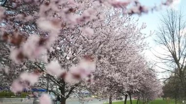 Çiçek açan kiraz ağaçlarının güzel bir sahnesi parkta huzurlu ve resimsel bir manzara yaratıyor. Parlak pembe çiçekler, berrak mavi gökyüzü ile çok güzel tezat oluşturuyor.