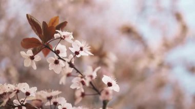 Çiçek açan kiraz ağaçlarının güzel bir sahnesi parkta huzurlu ve resimsel bir manzara yaratıyor. Parlak pembe çiçekler, berrak mavi gökyüzü ile çok güzel tezat oluşturuyor.