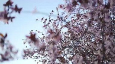 Çiçek açan kiraz ağaçlarının güzel bir sahnesi parkta huzurlu ve resimsel bir manzara yaratıyor. Parlak pembe çiçekler, berrak mavi gökyüzü ile çok güzel tezat oluşturuyor.