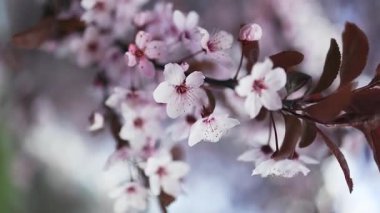 Çiçek açan kiraz ağaçlarının güzel bir sahnesi parkta huzurlu ve resimsel bir manzara yaratıyor. Parlak pembe çiçekler, berrak mavi gökyüzü ile çok güzel tezat oluşturuyor.