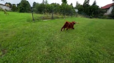 Enerjik İrlandalı Setter arka bahçedeki ya da kırsal bölgedeki çimenlik bir alanda ip oyuncağını çekiyor. Oyuncu ve otantik bir evcil hayvan anı. Yaşam tarzı, veteriner ya da açık hava keyfi için mükemmel..