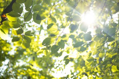 Yazlık bir ormanda, güneş ışığıyla aydınlatılan canlı yeşil yaprakların yakın çekimi. Saf, sakin ve dokunulmamış ormanlık ortamların ahengini sembolize eden sakin bir doğal sahne..