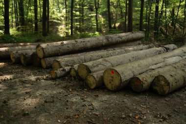 Ormanın zemininde bir yığın yeni kesilmiş kütük yatıyor. Sahne orman yönetimi, kereste hasat ve orman ekosistemlerindeki ağaç kesme uygulamalarının çevresel etkilerini gösteriyor..