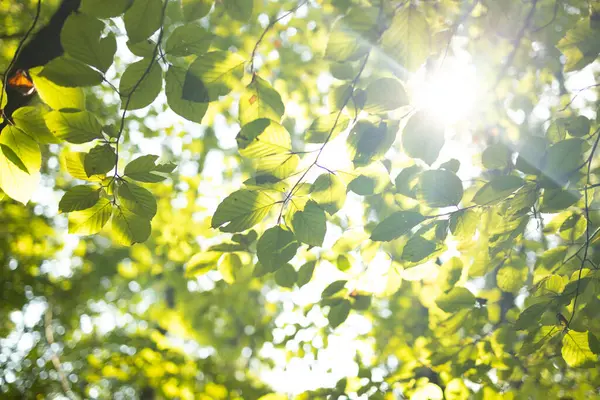 Yazlık bir ormanda, güneş ışığıyla aydınlatılan canlı yeşil yaprakların yakın çekimi. Saf, sakin ve dokunulmamış ormanlık ortamların ahengini sembolize eden sakin bir doğal sahne..