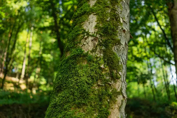 Parlak yeşil yosunlarla kaplı, sık orman bitkileriyle çevrili bir ağaç gövdesinin yakın görüntüsü. Görüntü, el değmemiş bir ormanlık alanın doğal dokusunu ve sakin atmosferini yakalıyor.