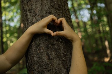 İki el, güneşli bir ormanda bir ağaç gövdesinde kalp şekli yaratır. Sembolik bir jest çevresel sevgiyi, ağaçları ve insan doğası ile sürdürülebilir yaşamı temsil eder..