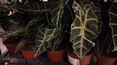 Alocasia Polly 'nin koyu yeşil yaprakları ve parlak beyaz damarları olan kahverengi saksılarda bitkilerinin yakın çekimi. Perakende satış ortamında sergilenen bitkiler, egzotik iç bahçe ve dekoratif bahçeleri yansıtıyor.