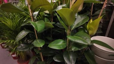 Bir mağaza bahçesinde büyük, parlak yaprakları olan yemyeşil bitkiler grubu. Canlı yeşillik popüler ev bitkisi tercihleri ve modern iç bahçe eğilimlerini vurguluyor.