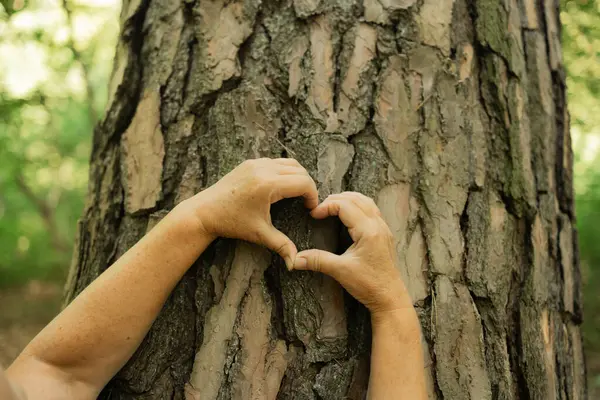 Sakin bir ormanda iki el, kaba ağaç kabuğunda bir kalp şekli oluşturur. Bu sembolik jest duygusal bağlantıyı, çevreye olan sevgiyi ve doğaya karşı duyarlı bir tutumu vurgular.