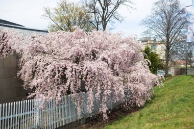 Çiçek açan yemyeşil bir kiraz ağacı, çağlayan pembe dallarını kentsel yeşil bir alandaki metal bir çitin üzerine yayar. İlkbaharda doğanın şehir hayatıyla buluştuğu güzel bir manzara..