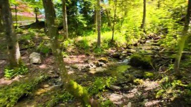Huzurlu bir dağ deresi, güneşli bir ormanda, kayalar ve yosun kaplı kıyılarla birlikte esiyor. Bereketli yeşil ağaçlar ve kristal berraklığında su, doğa ve yürüyüş için mükemmel, sakinleştirici bir doğal manzara yaratır.