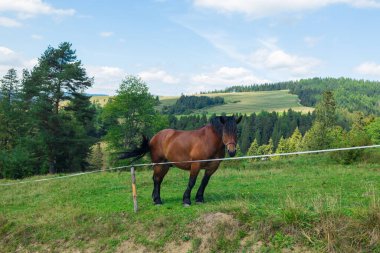 Çitlerle çevrili yeşil bir çayırda huzur içinde otlayan yalnız kahverengi bir at. Tepeler ve kozalaklı ormanlarla çevrili. Sade kırsal alan, kırsal yaşamın dinginliğini yansıtıyor.